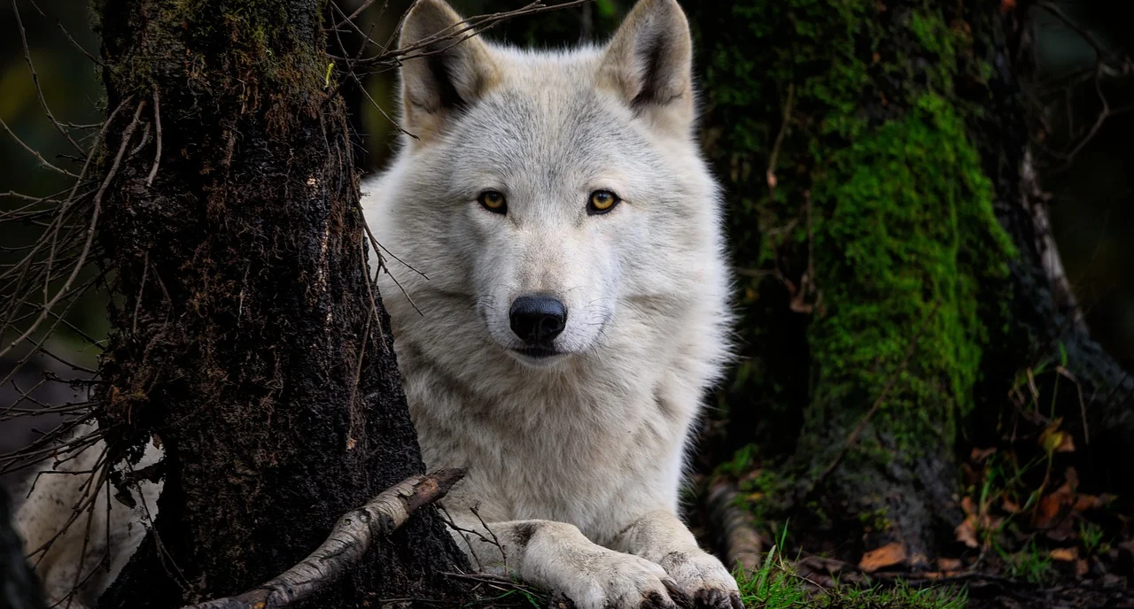 Arktischer Wolf by 'ambquinn' via pixbay.com